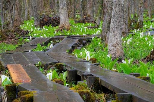 🏞️ 사시마키 습원 미즈바쇼 군생지 이미지 5